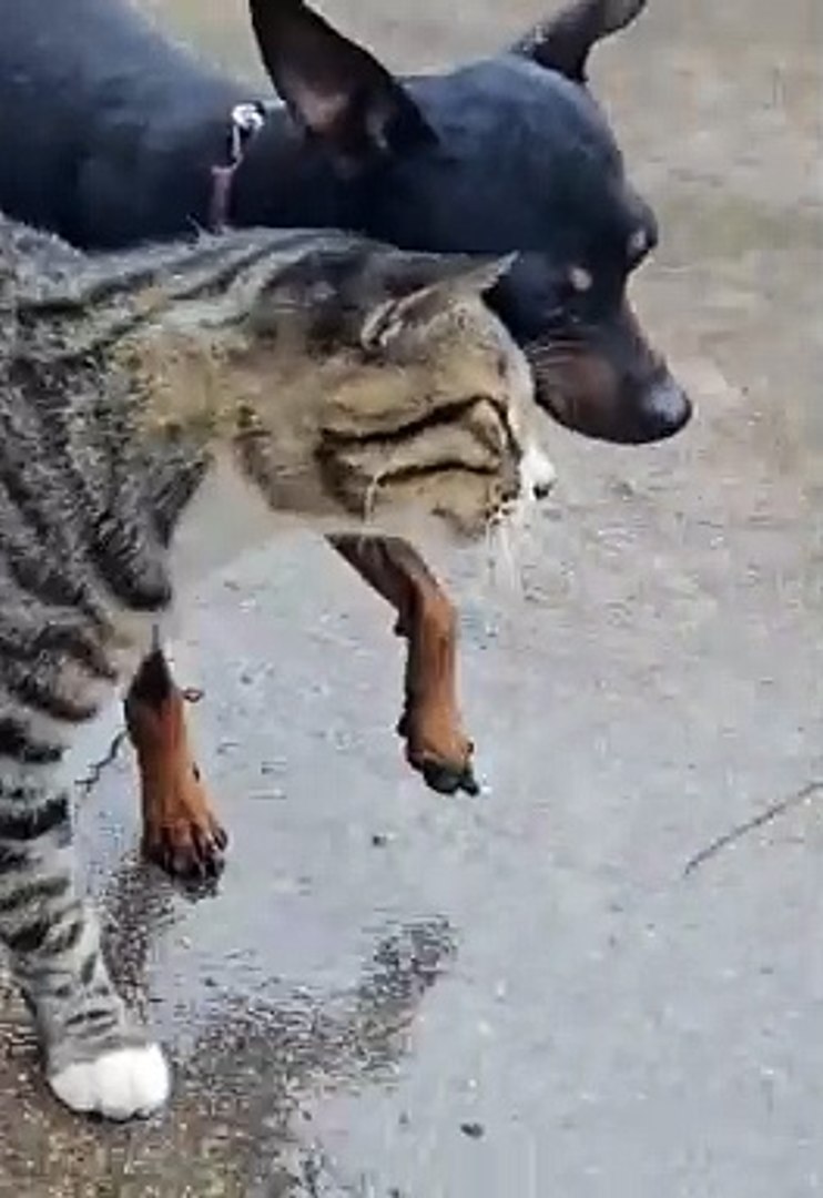 Funniest animals | cute animals | #animals #cuteanimals #funniestanimals