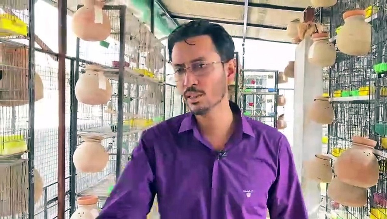 Visit Mr. Imran Birds Breeding Setup In Karachi | Fawn Java Sparrow | Diamond Pair Birds Setup