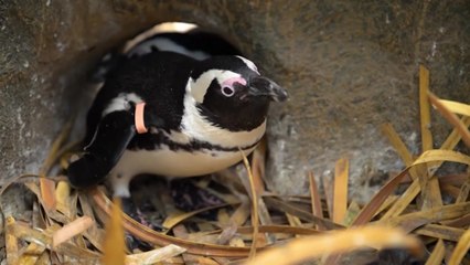 오아시스 재결합 때 부화한 펭귄들..."이름은 노엘·리암" / YTN