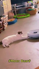 "Funniest Cat Reactions Ever Caught on Camera! "\Moon Baar