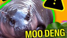 Moo Deng é nossa nova celebridade favorita, mas a que custo?