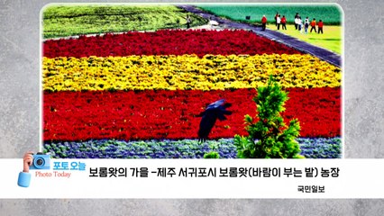 [포토오늘] 보롬왓의 가을 -제주 서귀포시 보롬왓(바람이 부는 밭) 농장  / YTN