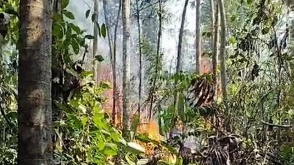 Queimadas na região de Santarém no Pará