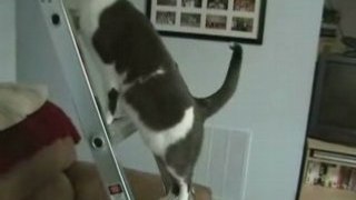 Amazing cats - cat climbing ladder to eat an insect