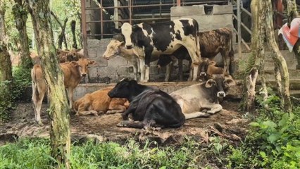 Buscan reforzar medidas de atención en enfermedades zoonóticas