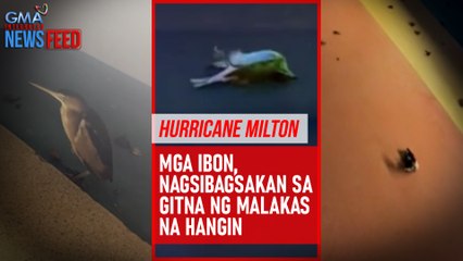 Hurricane Milton – Mga ibon, nagsibagsakan sa gitna ng malakas na hangin | GMA Integrated Newsfeed