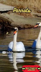 Animal Facts       Parrots           #shorts