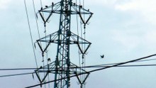 Japanese Crows in Havest Season!