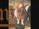 Les chevaux et poneys du sacriba