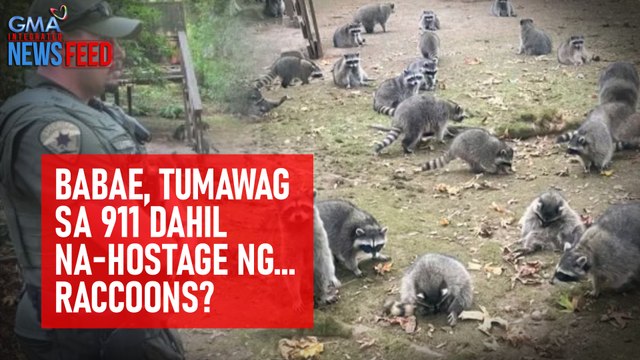 Babae, tumawag sa 911 dahil na-hostage ng... raccoons? | GMA Integrated Newsfeed