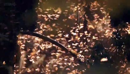 BBC.Wonders.of.Life.1of5.What.Is.Life