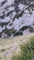 This flock of sheep is not afraid at all and uses this method to go down the mountain