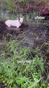 Des policiers sauvent un chien attaché à un poteau pendant l'ouragan Miltontitle