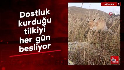 Ressam Nuh, dostluk kurduğu tilkiyi her gün besliyor
