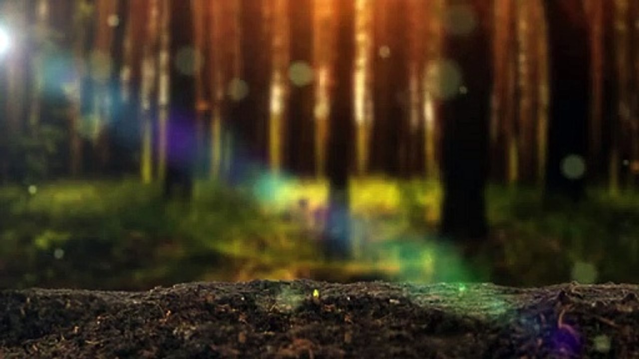 Nature video