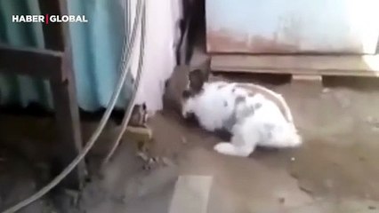 Sıkışan bir kedi gören tavşanın yaptıkları izlenme rekoru kırdı, kumu kazarak böyle çıkardı