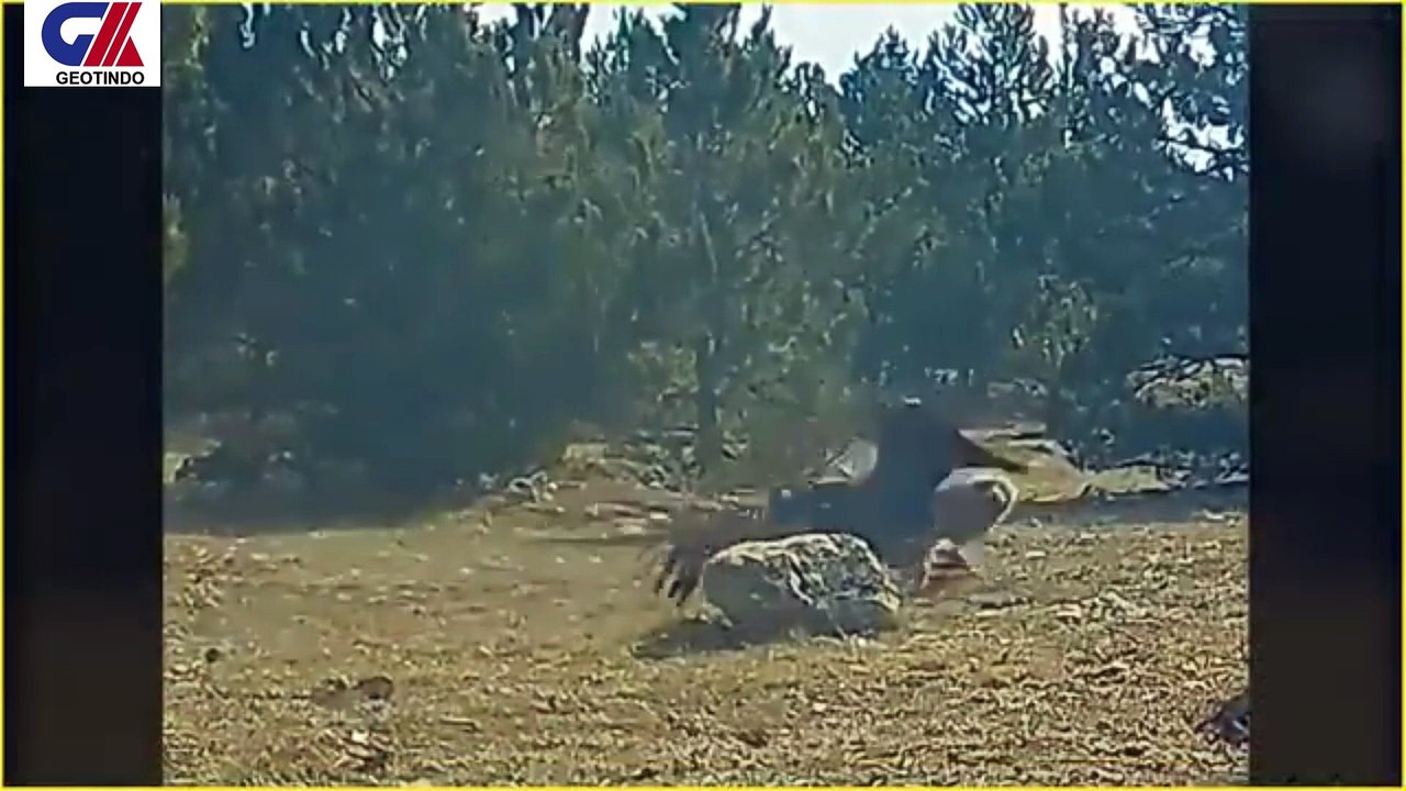 EAGLE ATTACKS