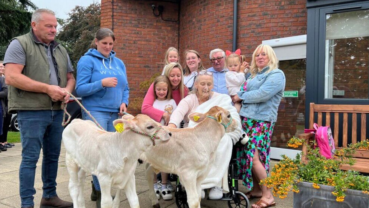 Patienten am Lebensende treffen zwei Kälber und kuscheln mit ihnen
