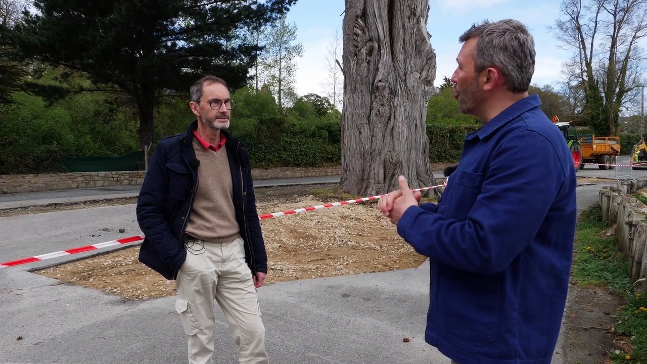 29-CARANTEC-Arbres remarquables dans la ville