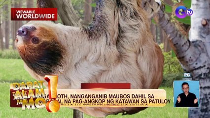 Mga sloth, nanganganib na maubos dahil sa tumataas na temperatura ng mundo | Dapat Alam Mo!
