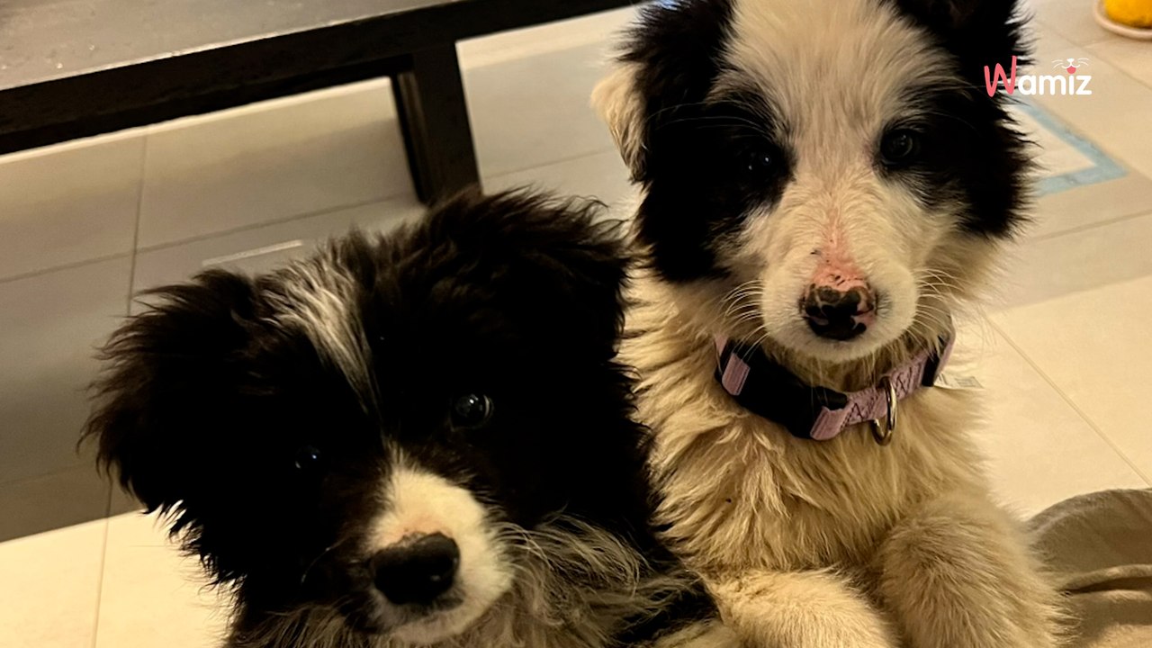 Un couple décide d’adopter un Border Collie : rien ne se passe comme prévu