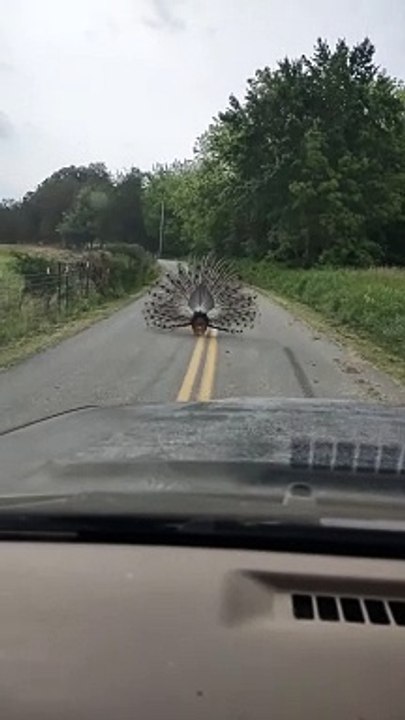 Guy is trying to pass a peacock that is blocking the road