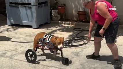 Mari Carmen, una vida sin descanso por salvar la vida de todo animal que se cruza en su camino