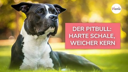 Schock im Garten: Pitbull-Biss sorgt für Panik und Krankenhausbesuch 🩺
