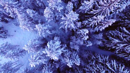 Aerial Shot Of Forest Covered In Snow-chrismas trees_snow forest