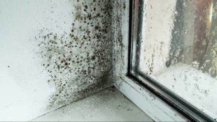 ¡Elimina el Moho y la Condensación en tu Casa con Estas Plantas Naturales 🌿