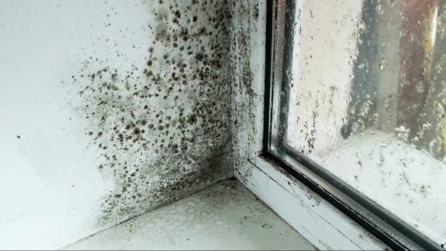 Estas Plantas Eliminan El Moho Y La Condensación De Tu Casa