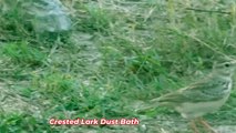 Crested Lark Dust Bath Caught on Camera! You Won't Believe This!