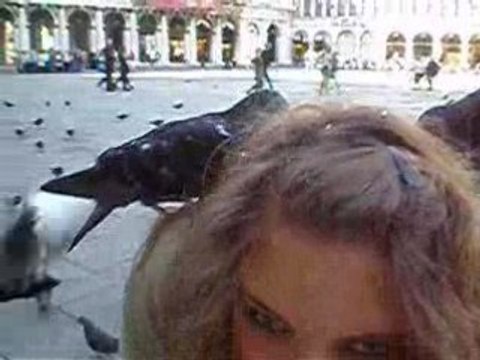 Les pigeons a Venise