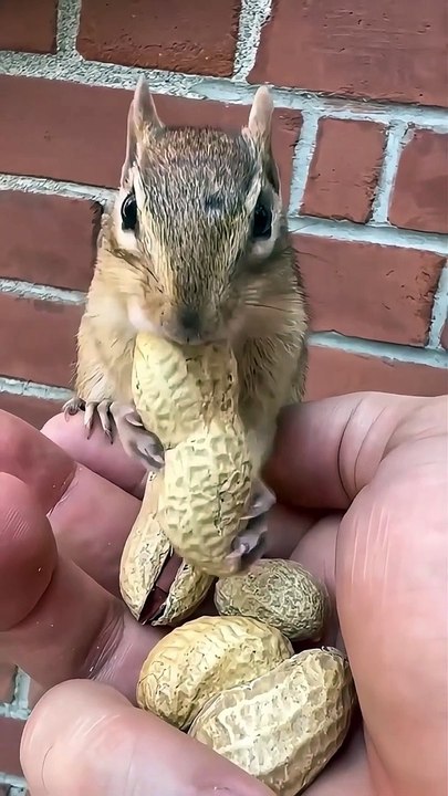 Episode 10 funny cute pets