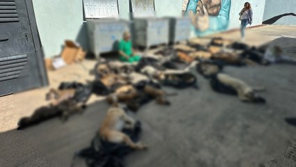 Gebze'de hayvan katliamı: Çöp konteynırından ölü kedi ve köpek çıktı; belediye "haberimiz yok" dedi