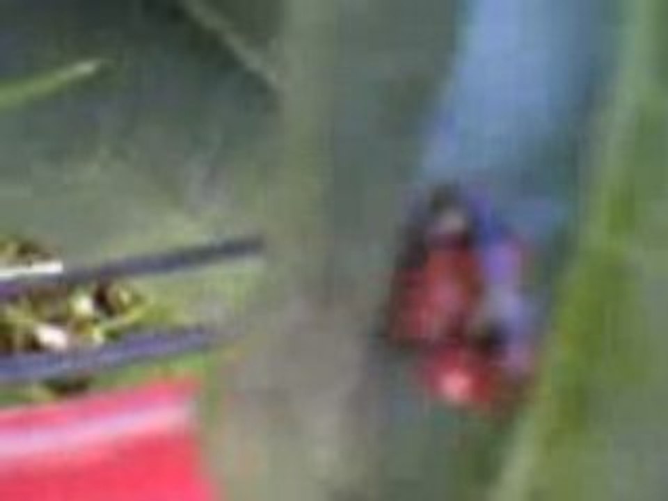coccinel
