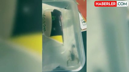 18 yaşındaki üniversite öğrencisi İnternetten bot sipariş etti, kutuyu açtığında hayatının şokunu yaşadı