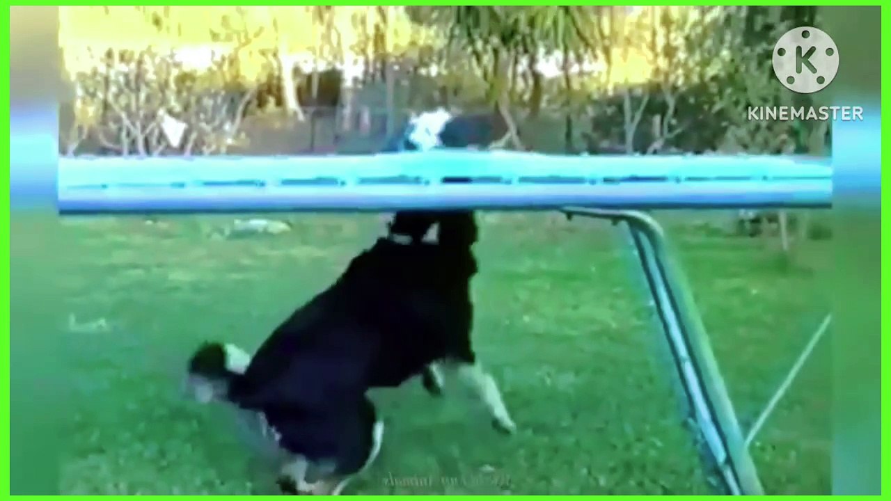 Videos  Funny situations and jokes  for animals  Dogs and cats ‍⬛