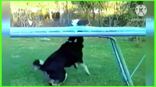 Videos Funny situations and jokes for animals Dogs and cats ‍⬛