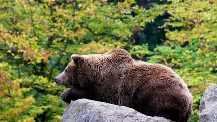 ANIMALES TERRESTRES EN SU HÁBITAT