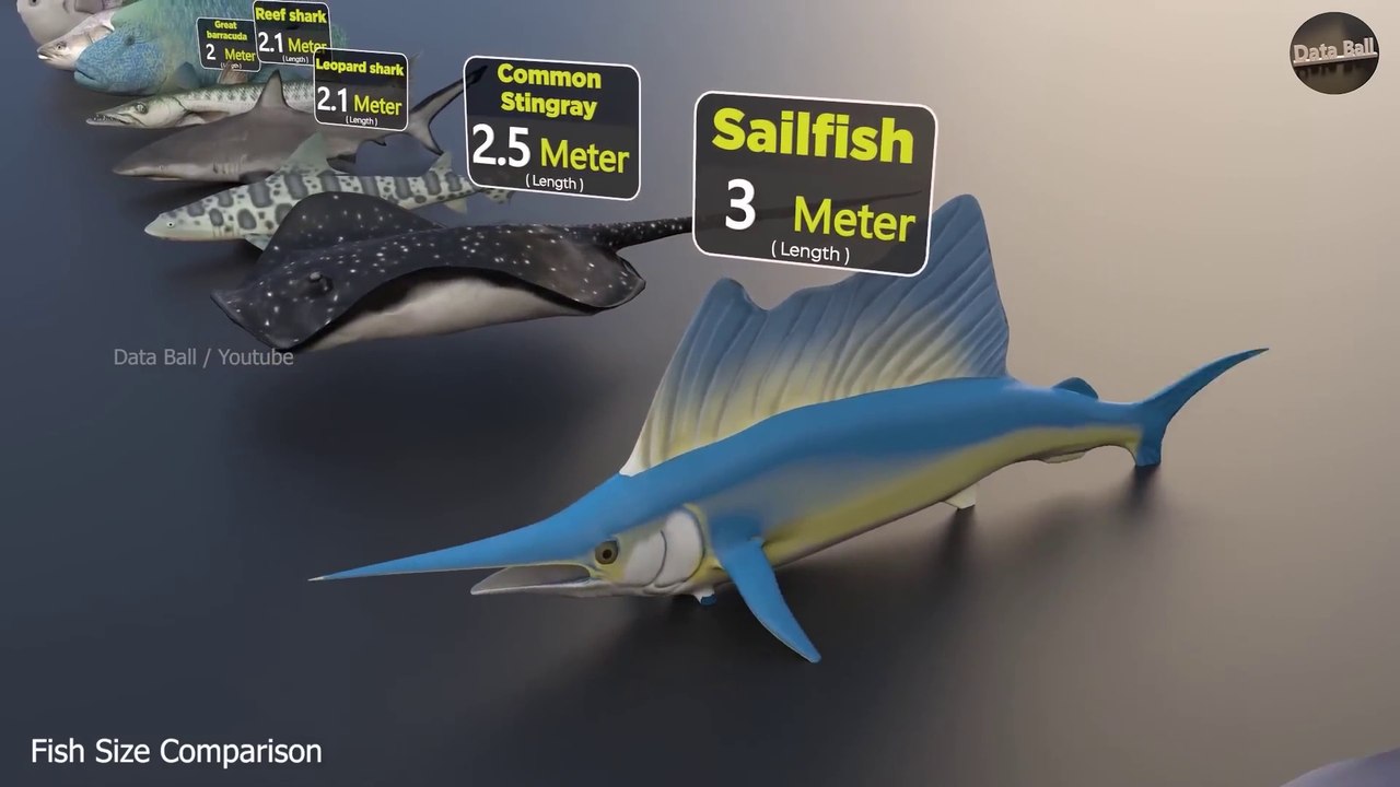 Fish Size Comparison | Smallest Fish | World Largest Fish | water ...