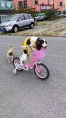 Amazing Dog Riding a Bicycle – Funny & Adorable Animal Trick