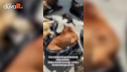 Kocaeli’de belediyenin bakım merkezinde hayvan katliamı