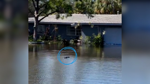 Après l’ouragan Milton, la population mise en garde contre la présence d’alligators dans les villes