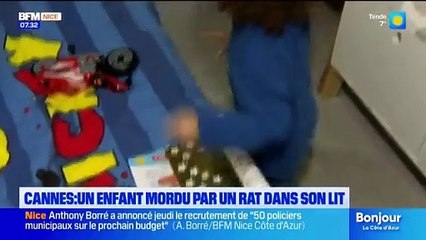 Cannes - Un enfant de 3 ans mordu au cou, au nez et au-dessus de l'œil par un rat pendant son sommeil : "Ca aurait pu être dramatique" - VIDEO