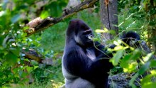 PRIMATES LA EVOLUCION CONTINUA...