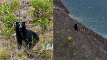 En video: oso andino se pasea donde antes había agua en el embalse de Chuza