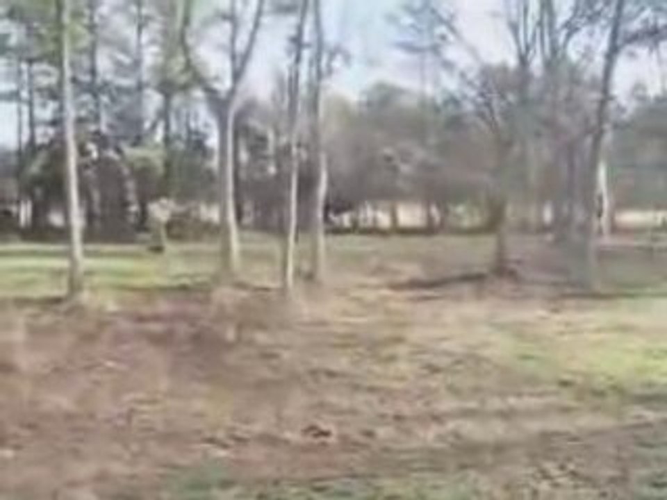 Un cerf fait de la balançoire