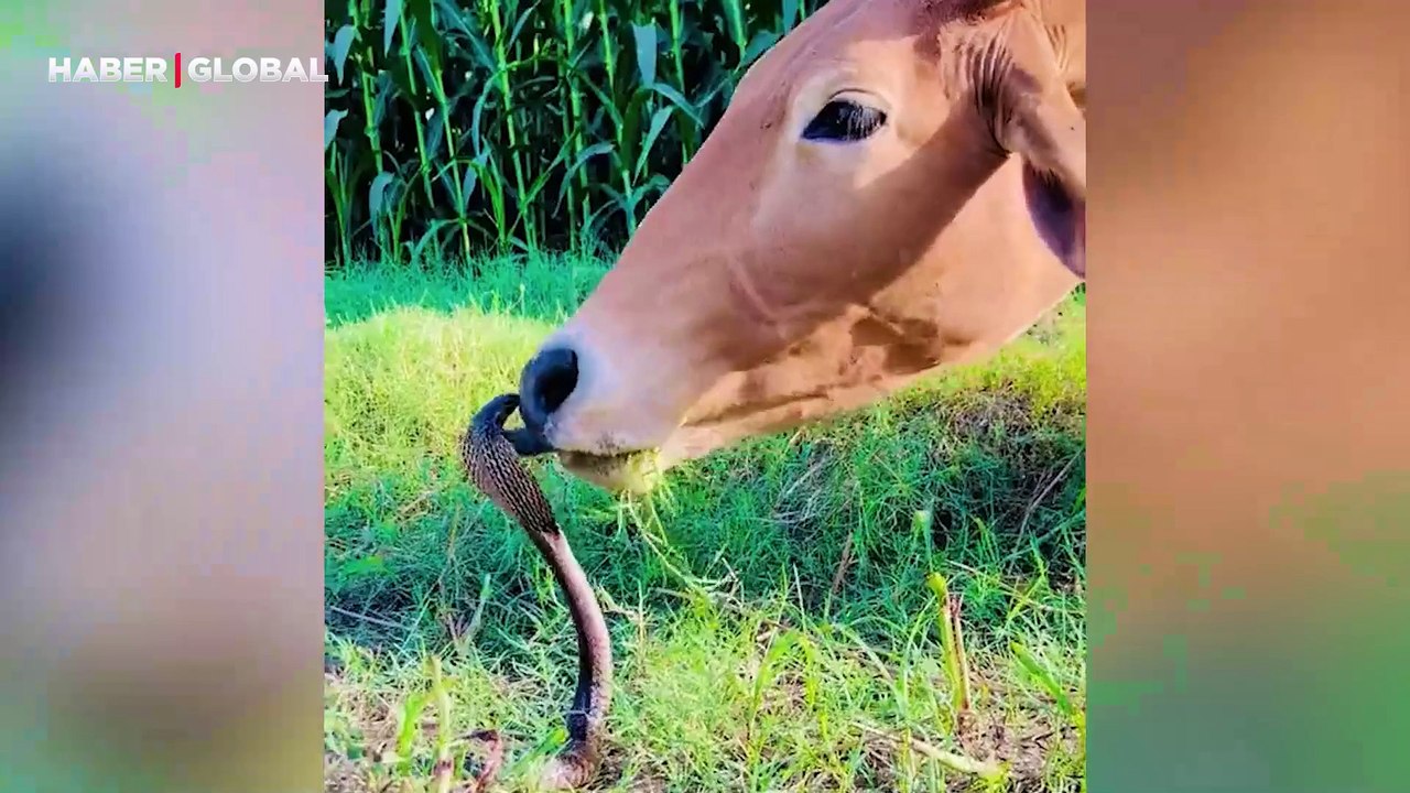 İnek ve kral kobranın dostluğu ağızları açık bıraktı