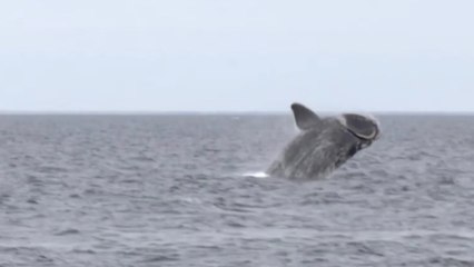 Whales Dive Deep Off Patagonia’s Coast